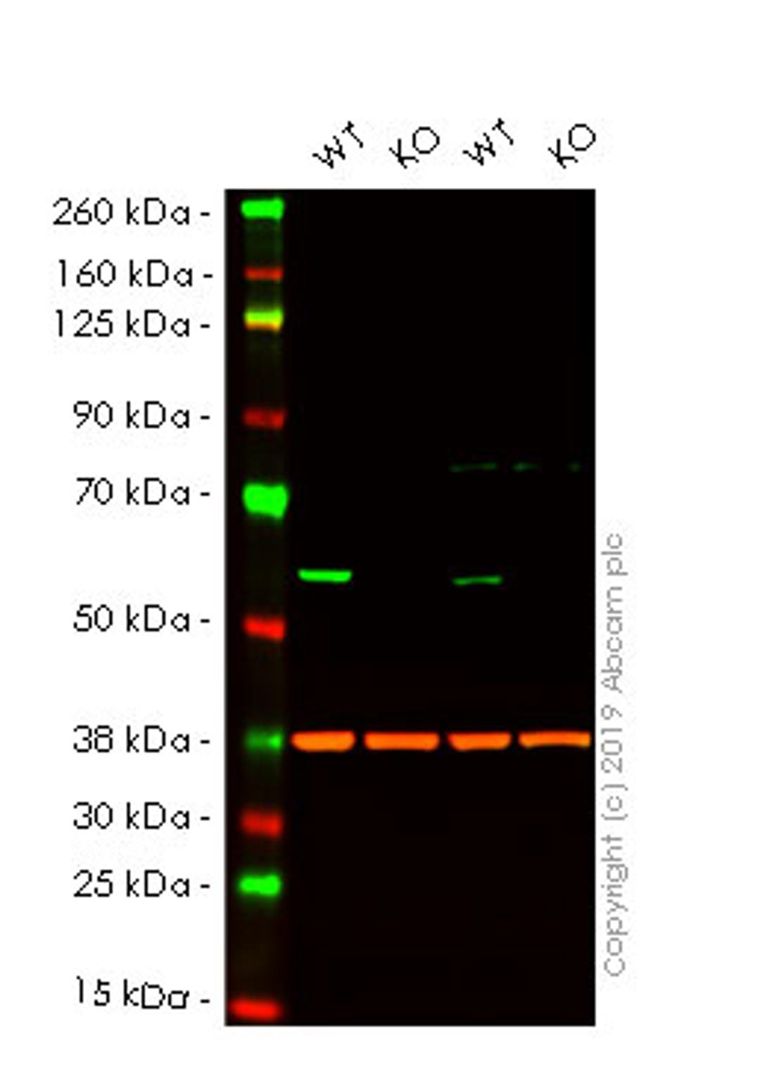 WB - PDCD4 knockout HeLa