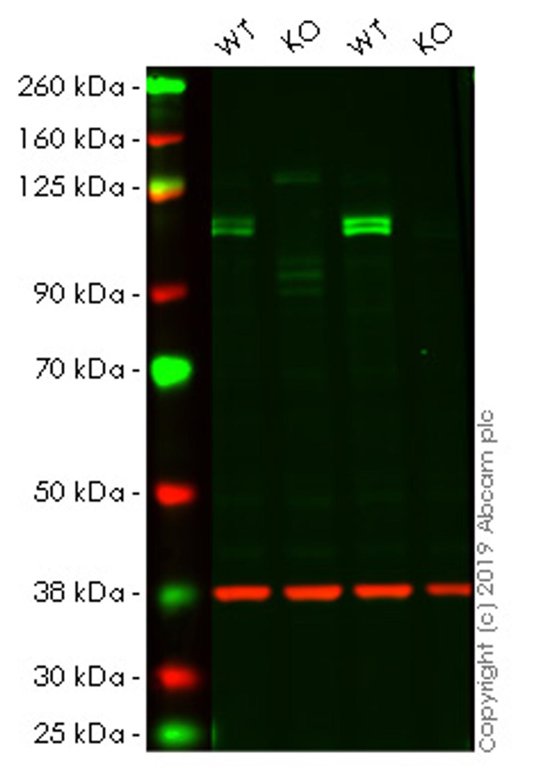 WB - KDM1A knockout HeLa