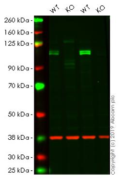 WB - KDM1A knockout HeLa