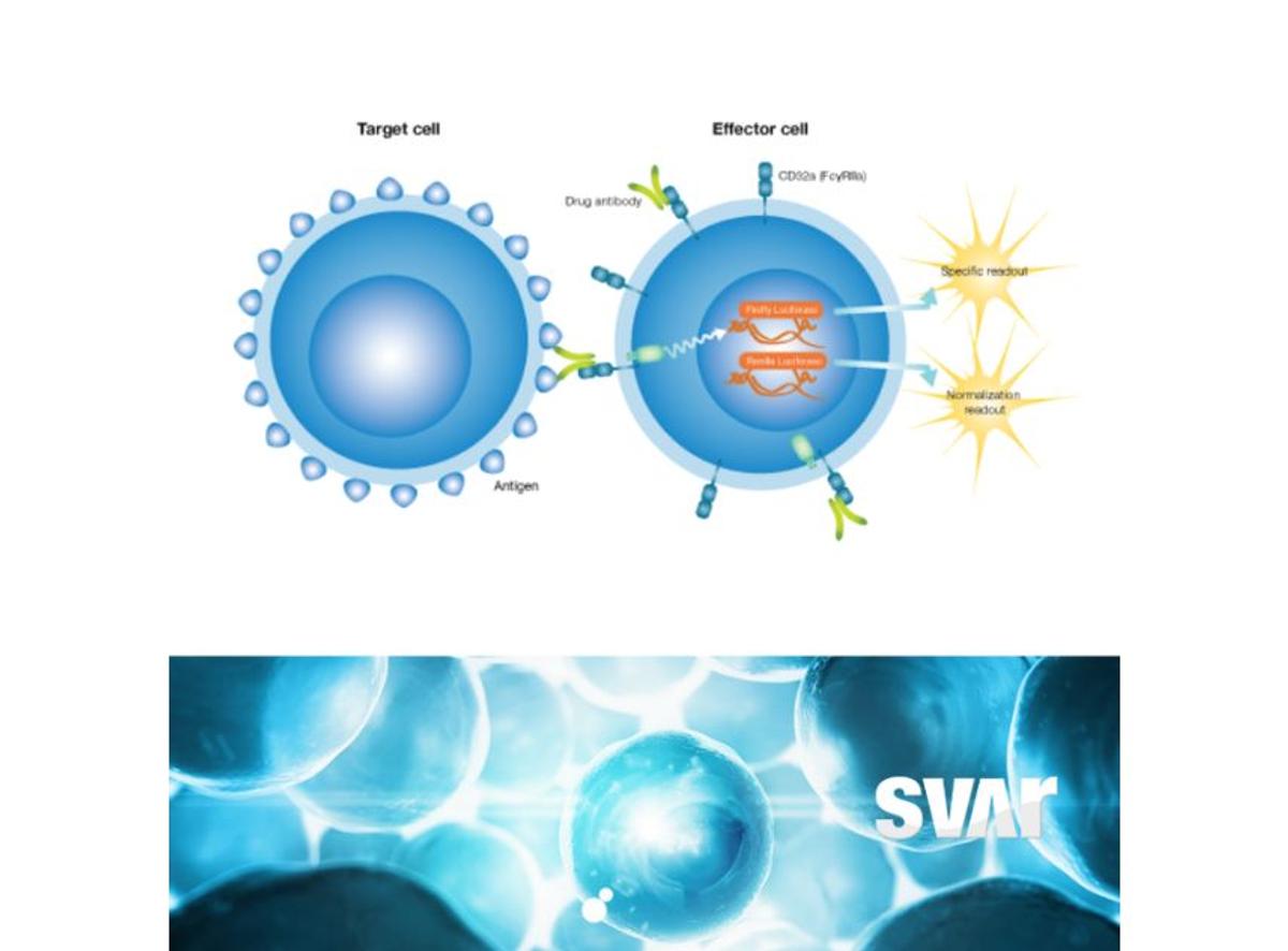Designing optimal bioassays for measuring ADCC & ADCP activity