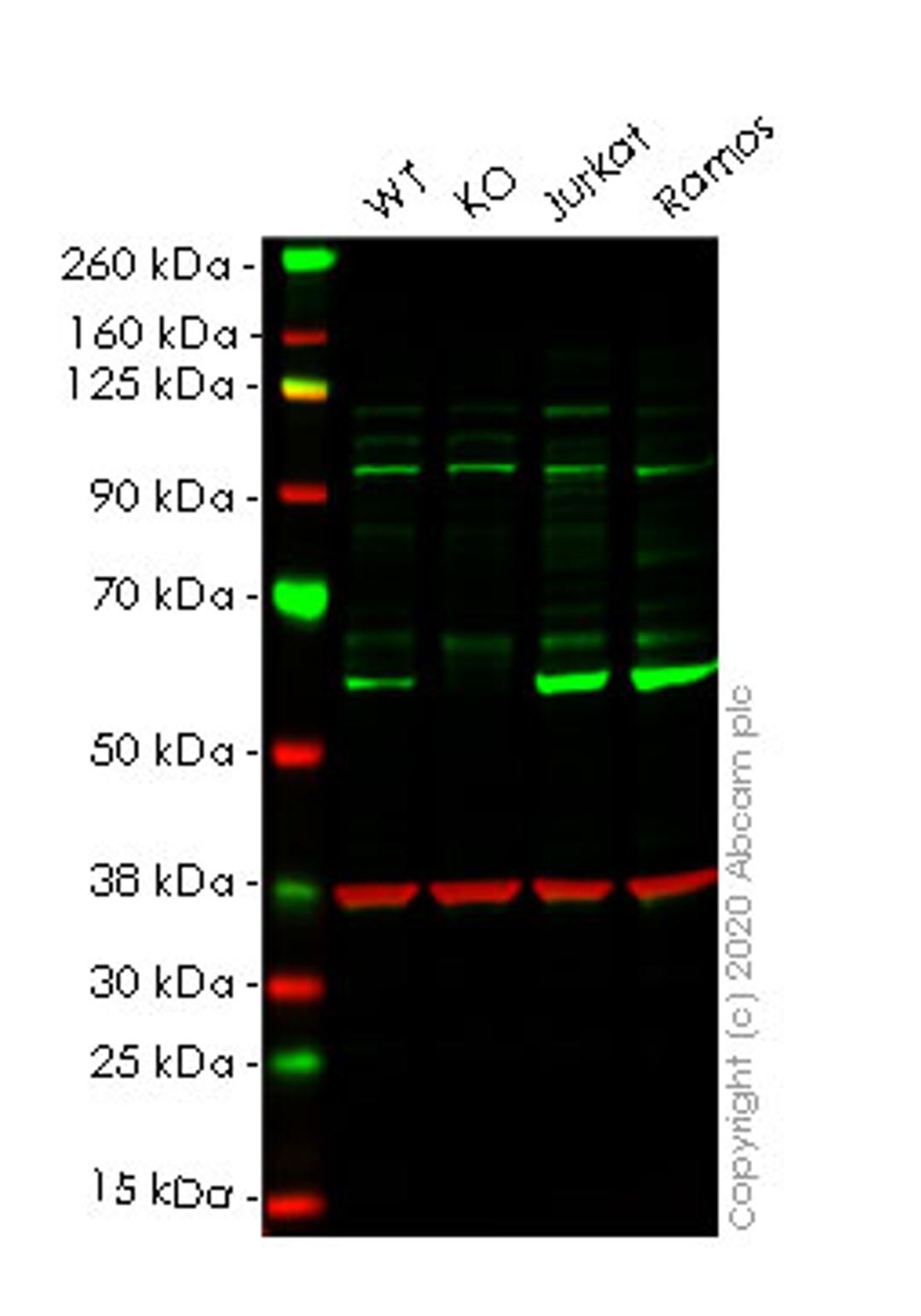 WB - STK4 knockout HeLa