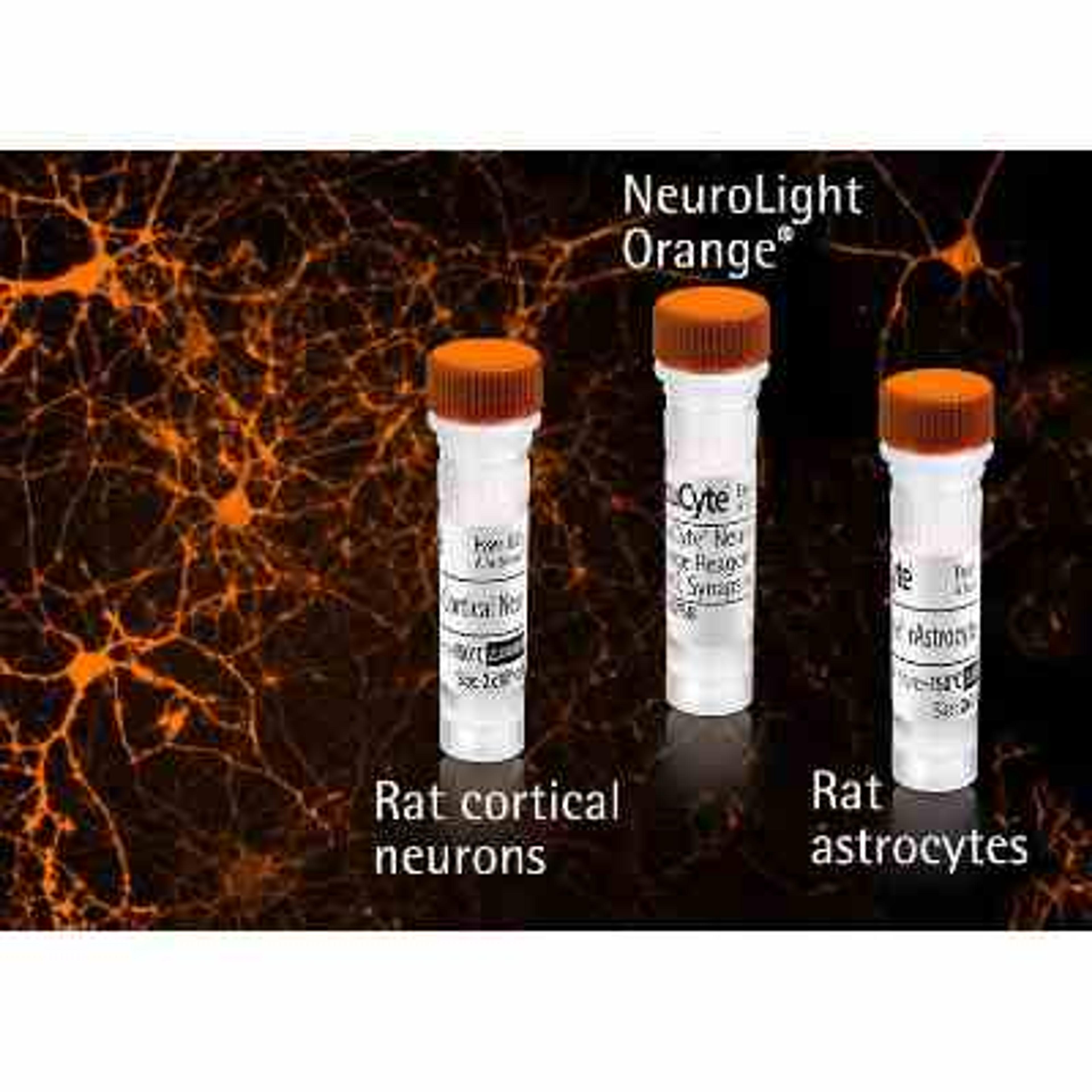 NeuroPrime Orange Cell and Reagent Kit