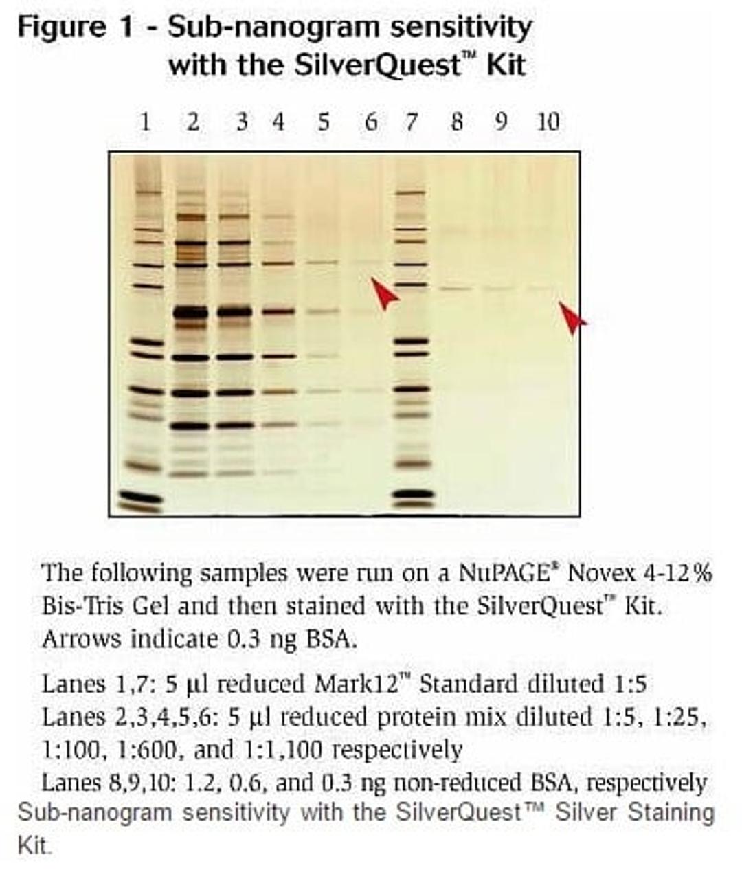 Sub-nanogram Sensitivity with the SilverQuest Kit