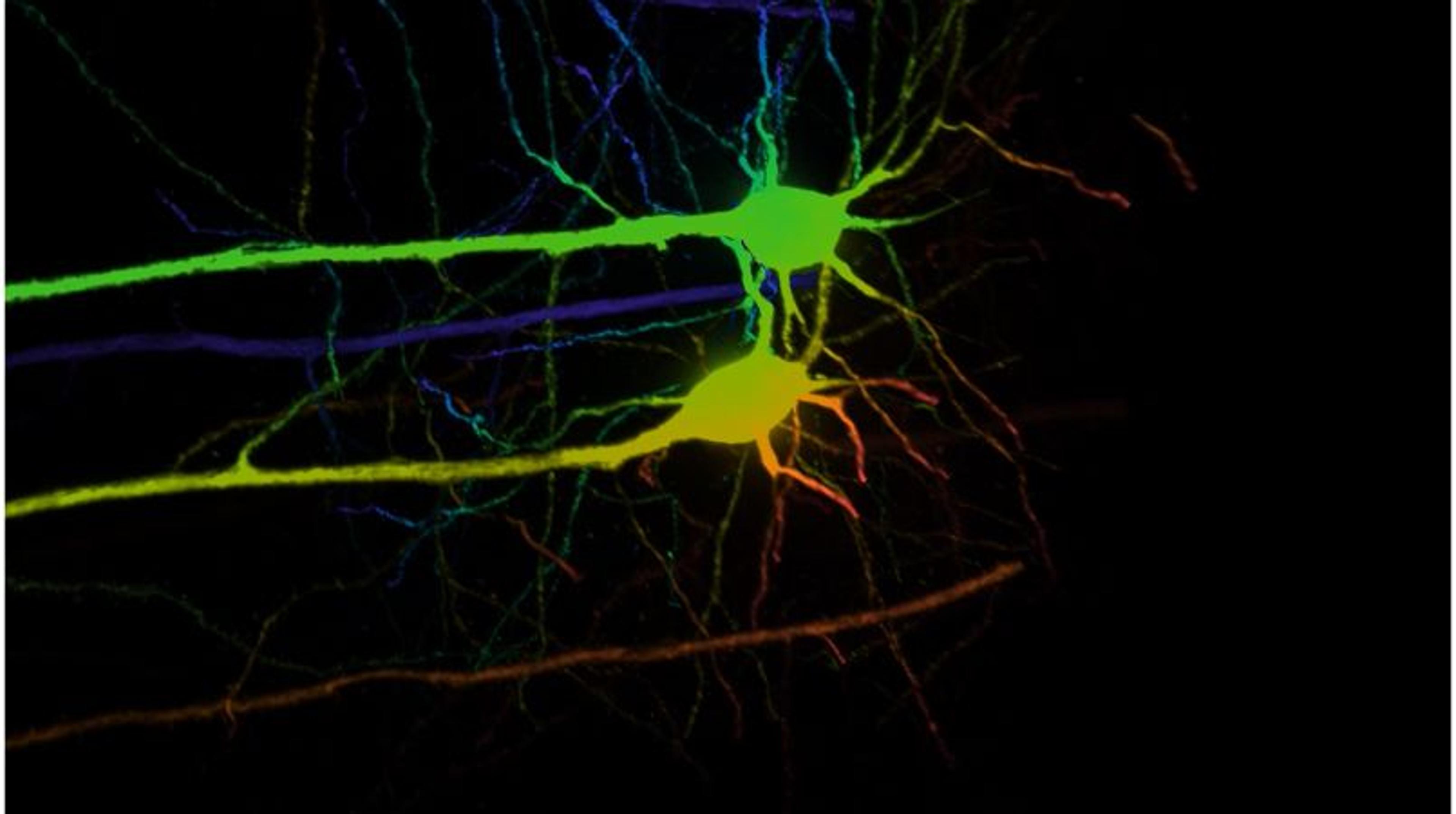 CICERO: Your confocal journey starts here CICERO: Your confocal journey starts here