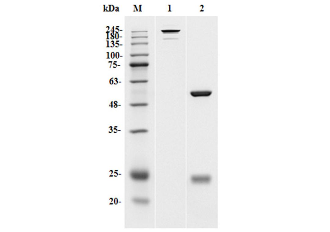 Mouse Anti-Fc P329G LALA Recombinant Antibody (clone P329G LALA)