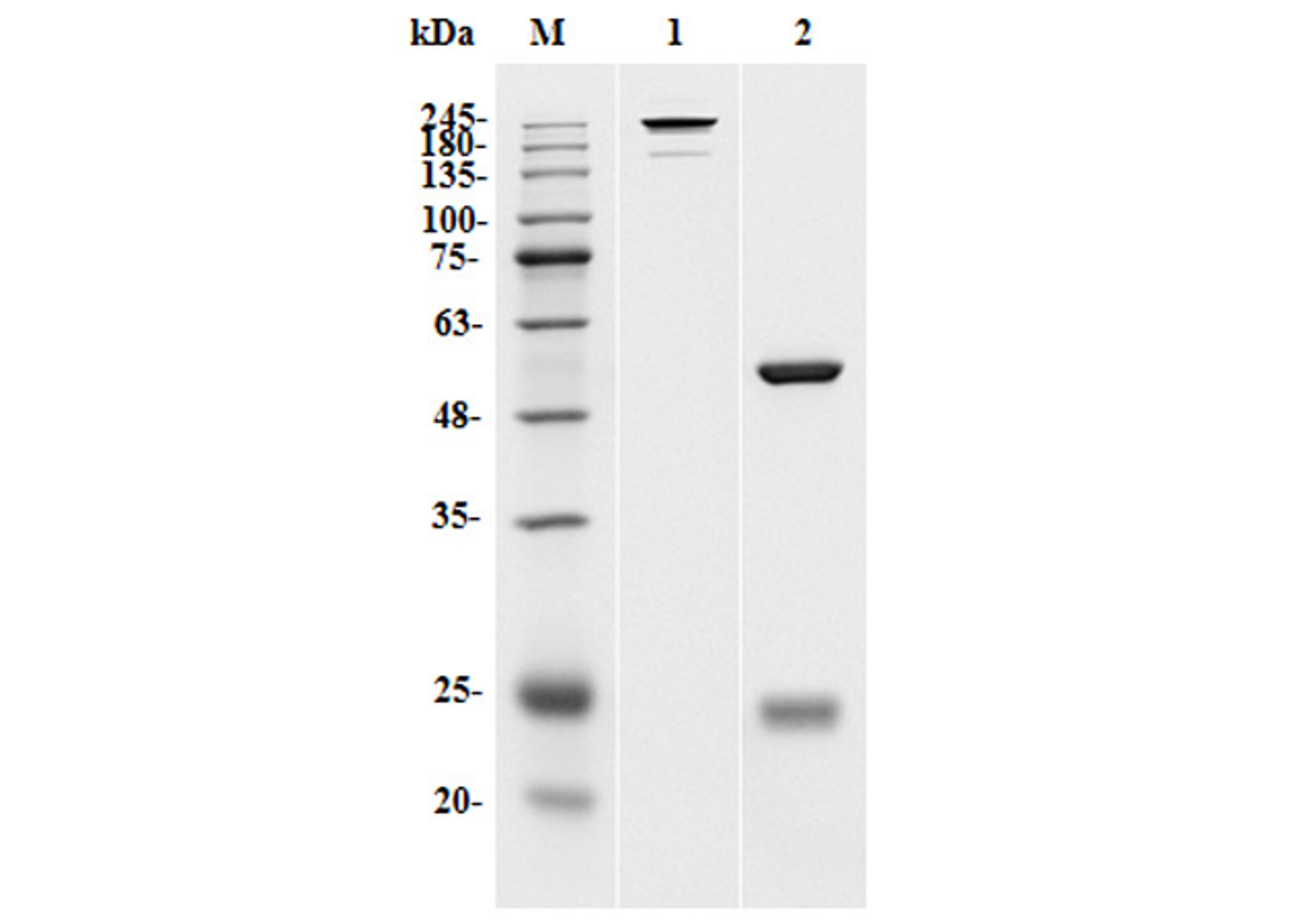 Mouse Anti-Fc P329G LALA Recombinant Antibody (clone P329G LALA)