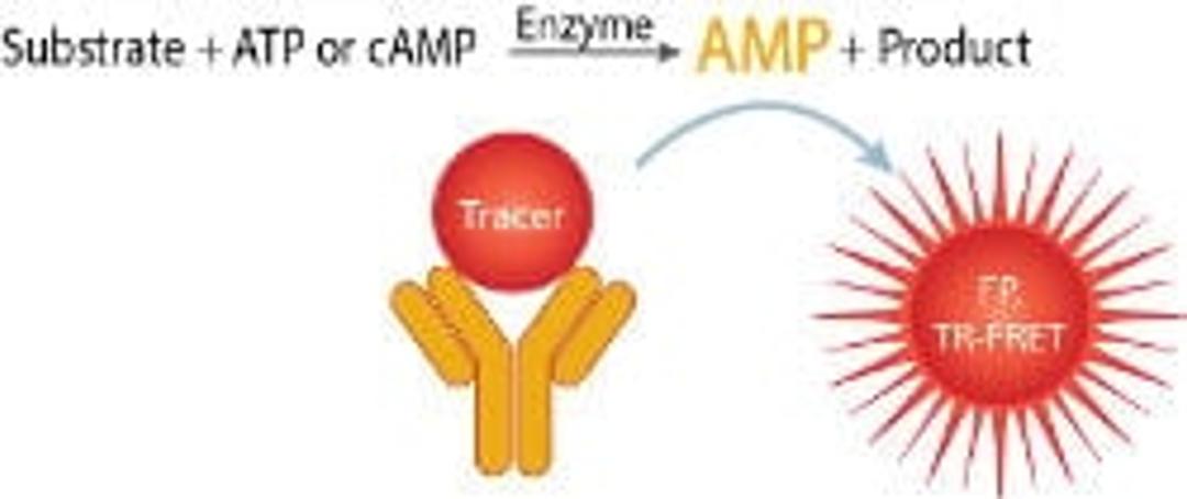 FP AMP/GMP Phosphodiesterase