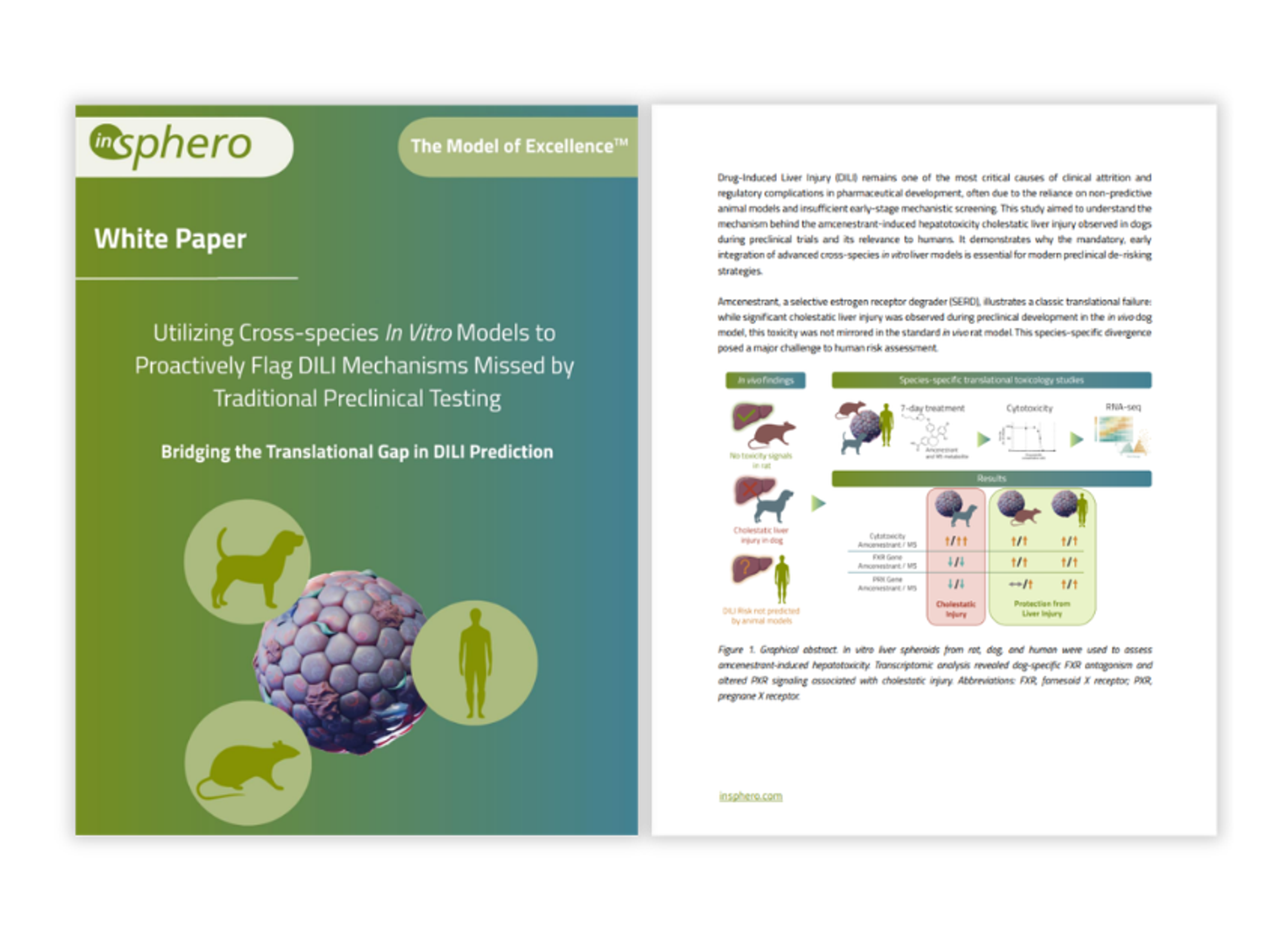 Cross-species liver microtissue comparison for drug testing
