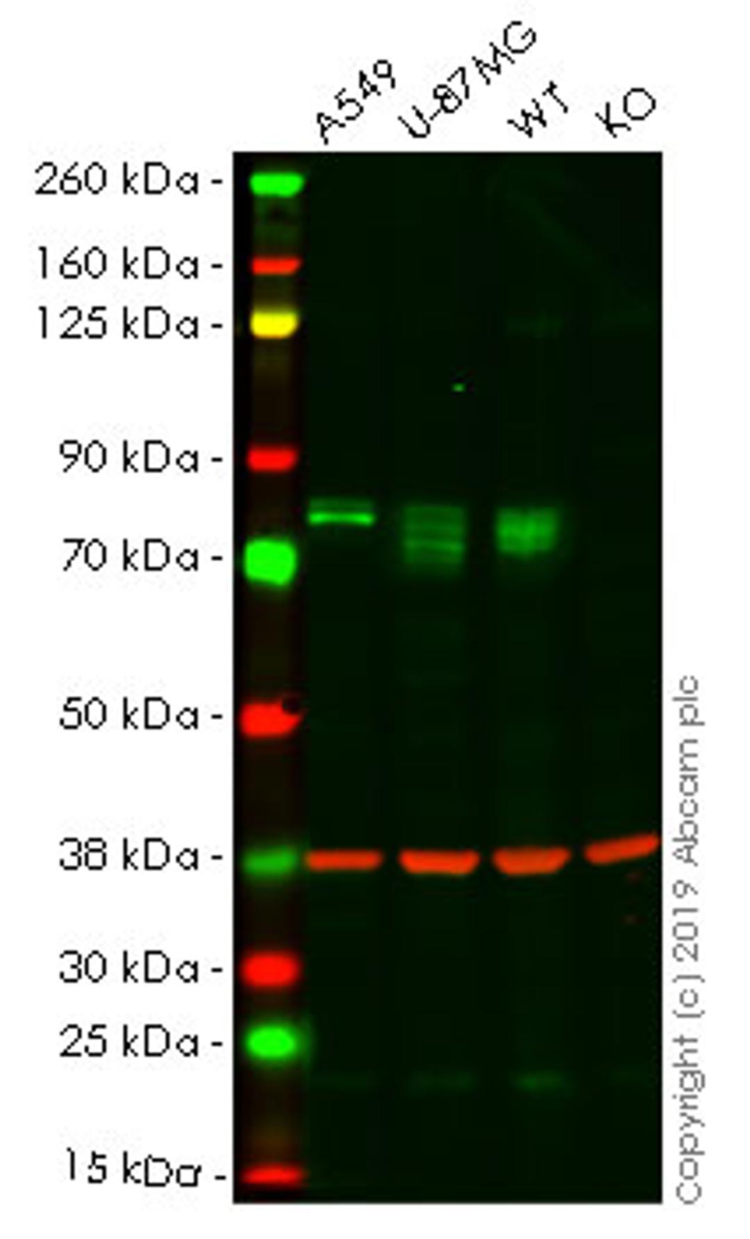 WB - PTGS2 knockout HeLa