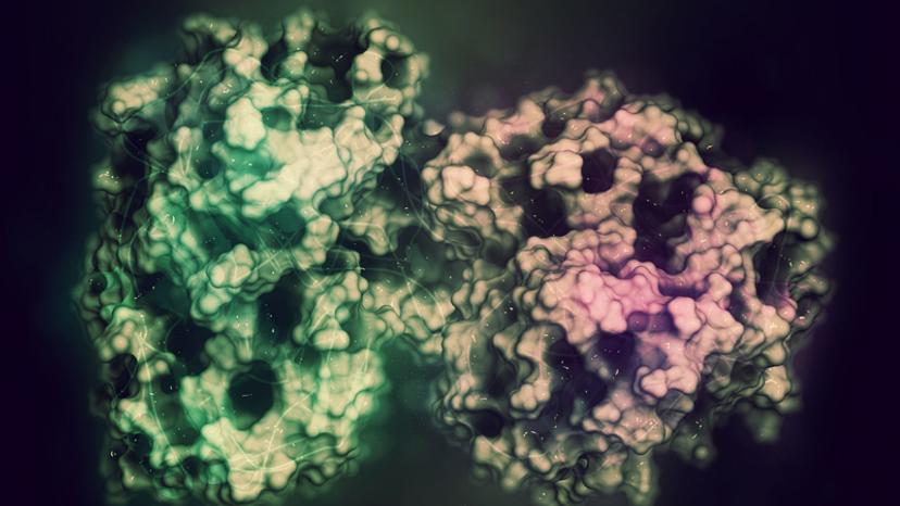 3D rendering of the Tripeptidyl-peptidase I enzyme. Combining information on enzyme levels with metabolomics data helps with determining dysregulation in metabolic pathways.