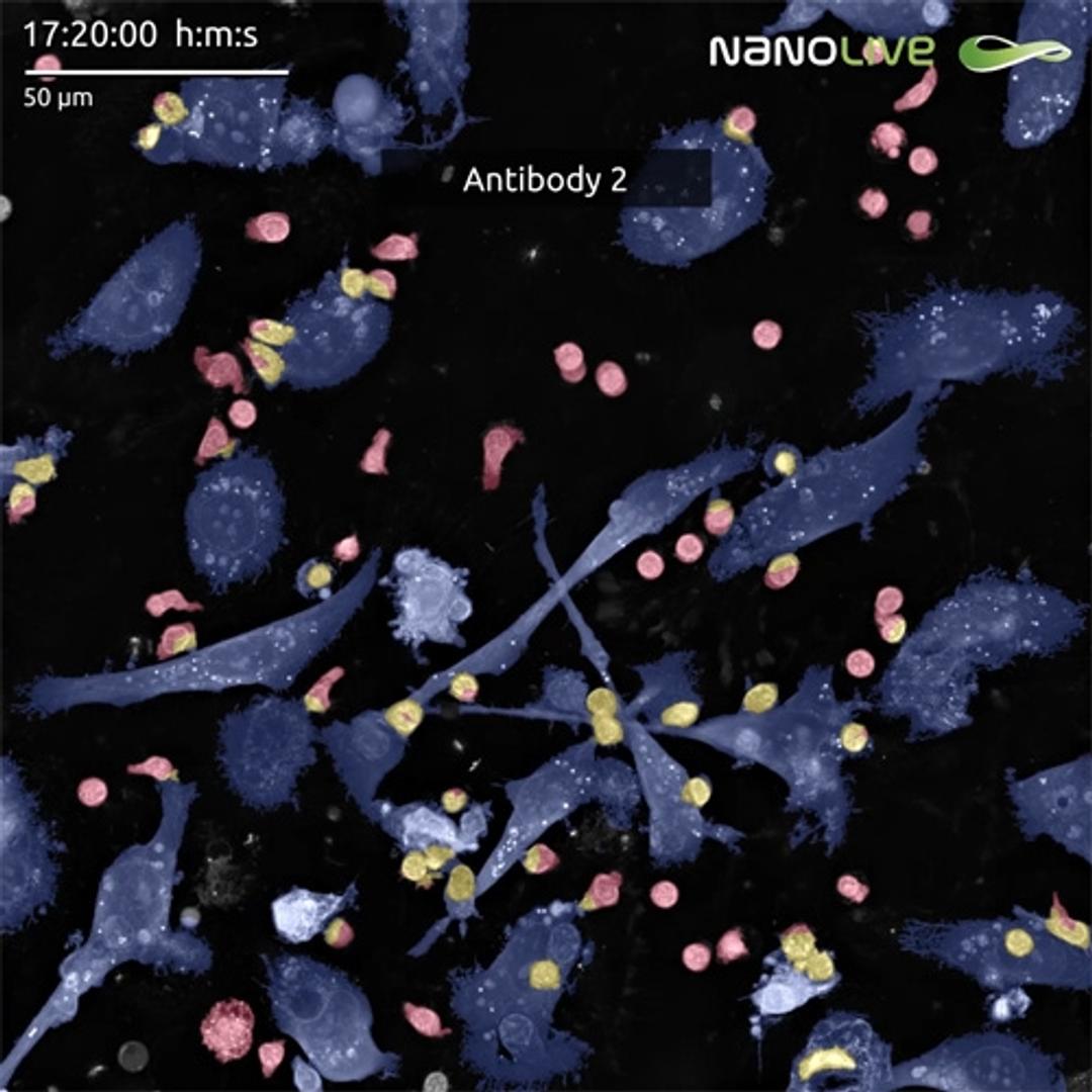 LCB Antibody