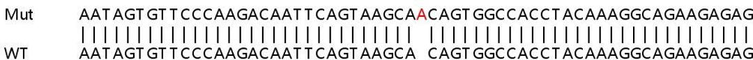 Sanger Seq - CDH2 knockout HEK293T