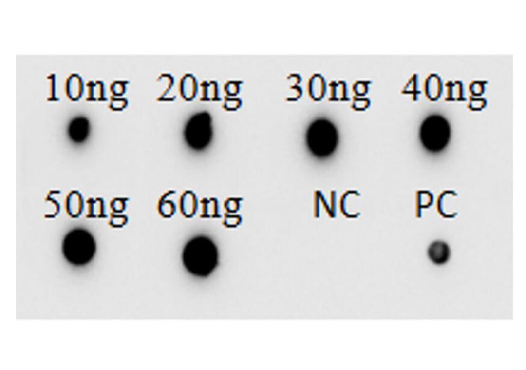 Human Anti-NECTIN4 Recombinant Antibody (TAB-H25)