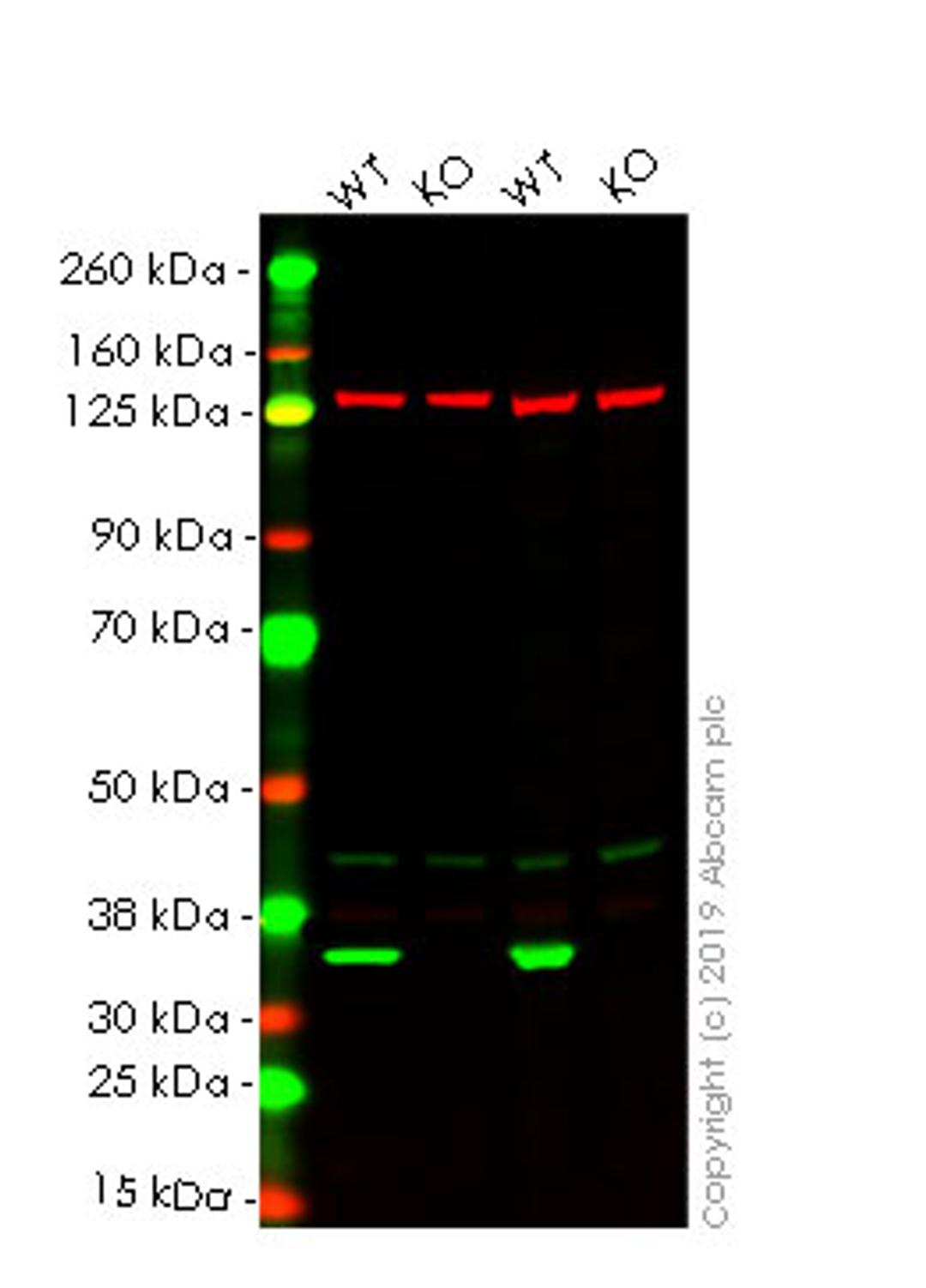 WB - LDHB knockout HEK293T