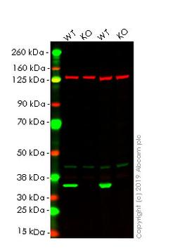 WB - LDHB knockout HEK293T