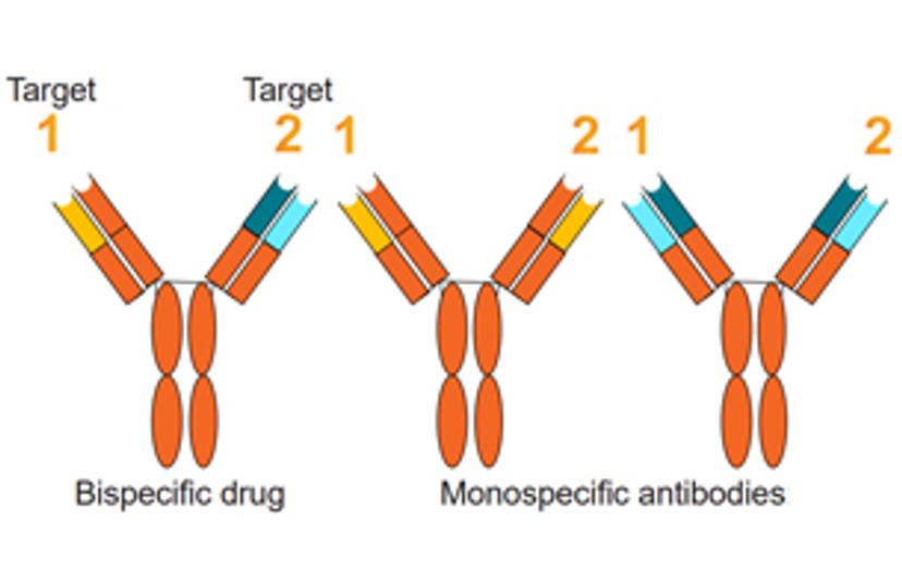 Meet the challenges of anti-drug antibody assay development for bispecifics