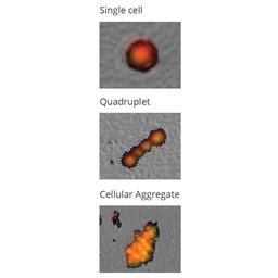 Cell aggregation identification