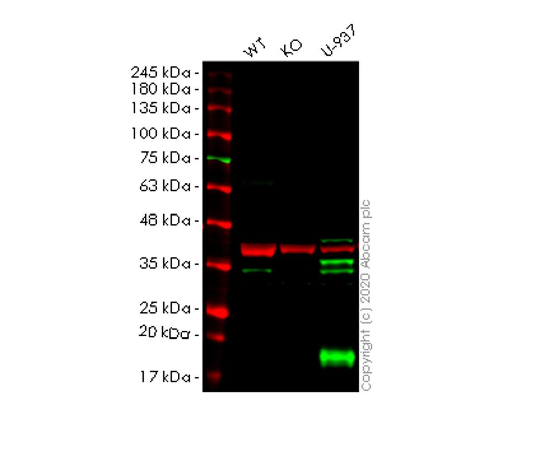 WB - LGALS9 knockout A549