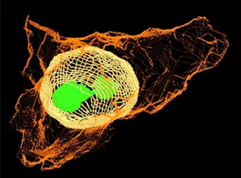 3D rendering of a human-induced pluripotent stem cell (hiPSC) with its cell membrane (orange), nucleus (yellow) and nucleolus (green). 