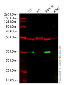 WB - BCL10 knockout HeLa