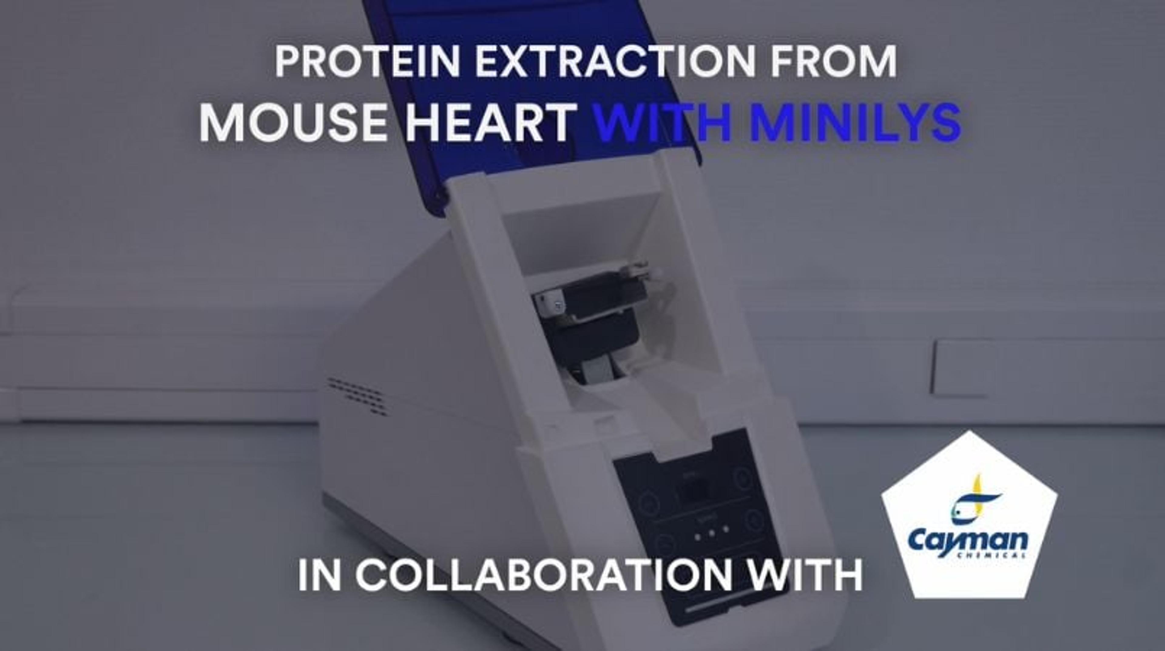 Protein extraction from mouse heart with Minilys Protein extraction from mouse heart with Minilys