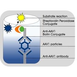 Schematic illustrating the sandwhich ELISA