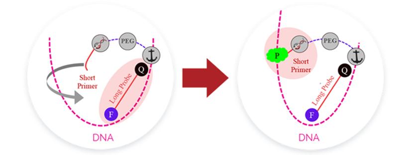 The Co-Primer binding process