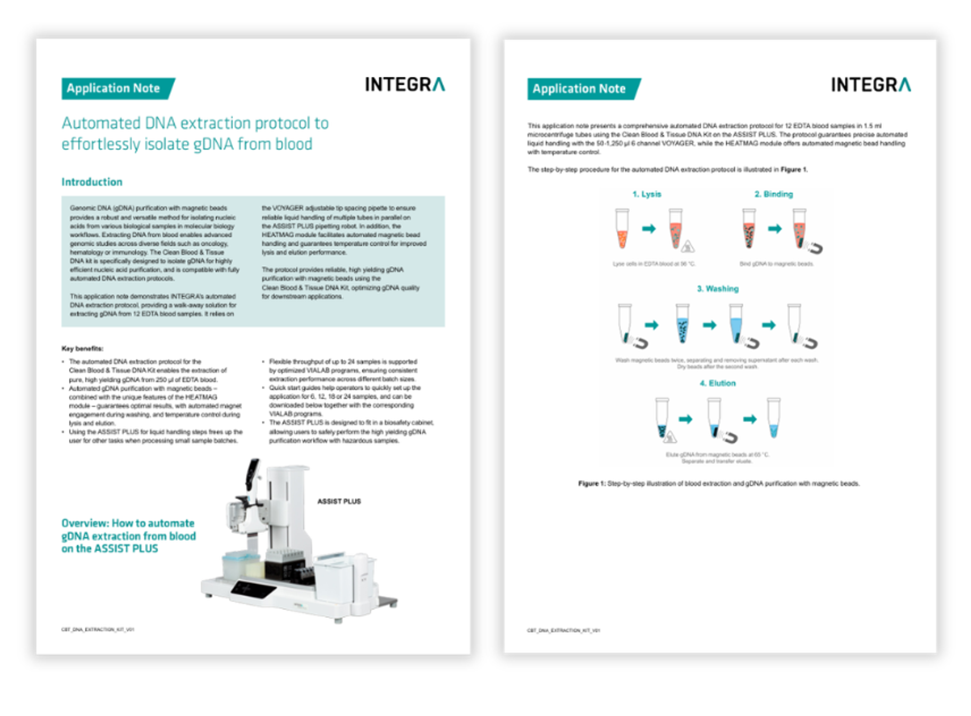 genomic DNA extraction from EDTA blood using magnetic bead-based purification