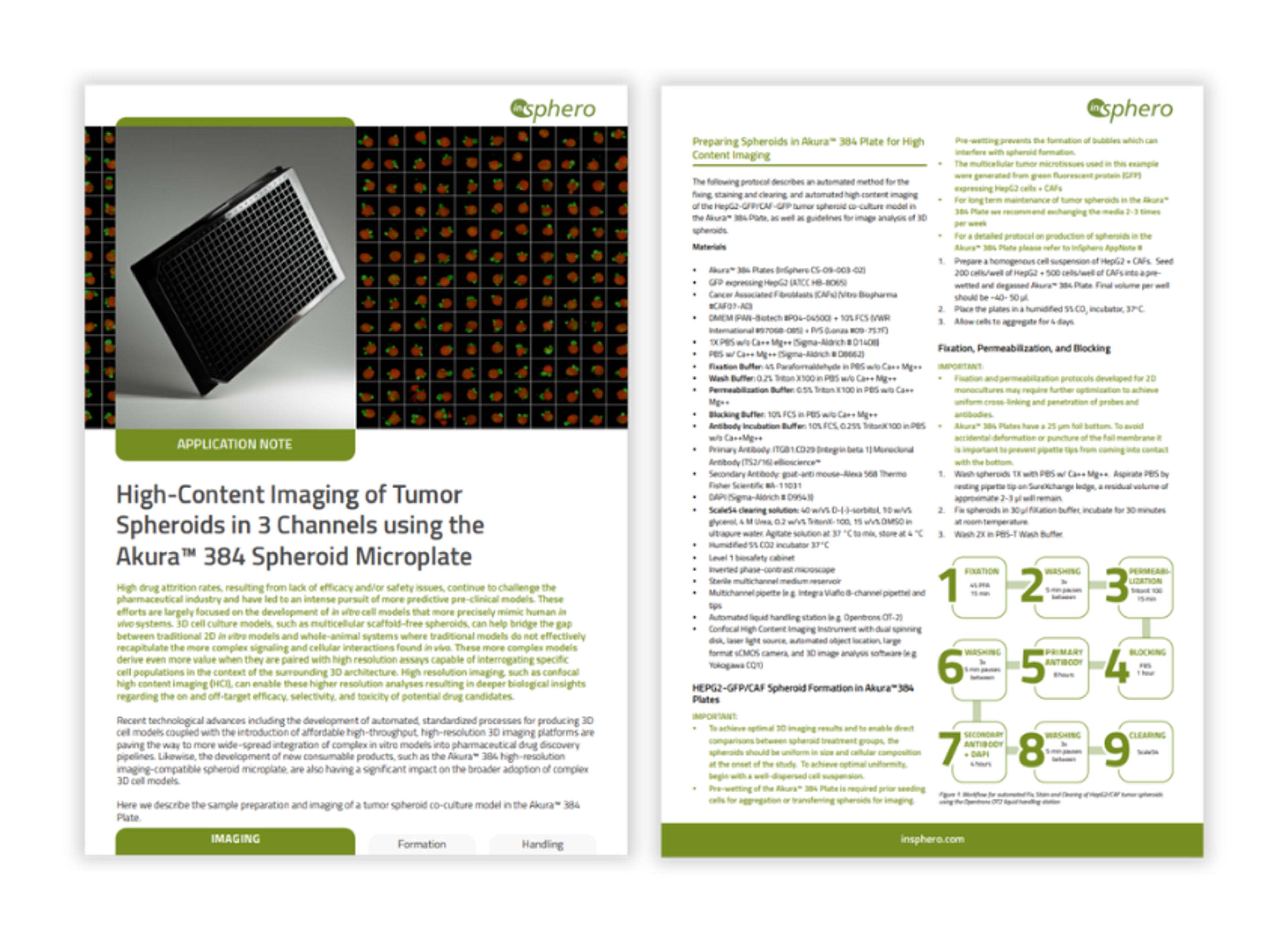Confocal imaging of tumour spheroid showing multiple fluorescent channels