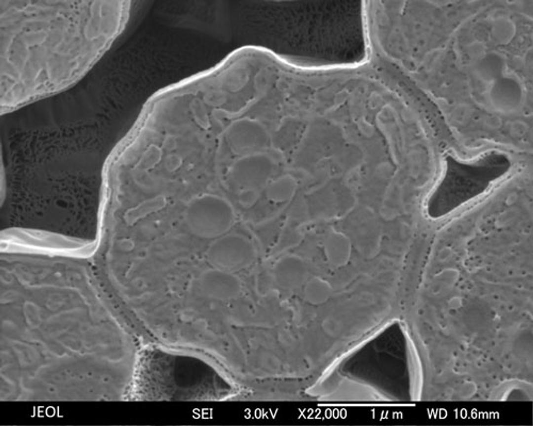 Cross section of yeast