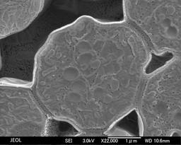 Cross section of yeast