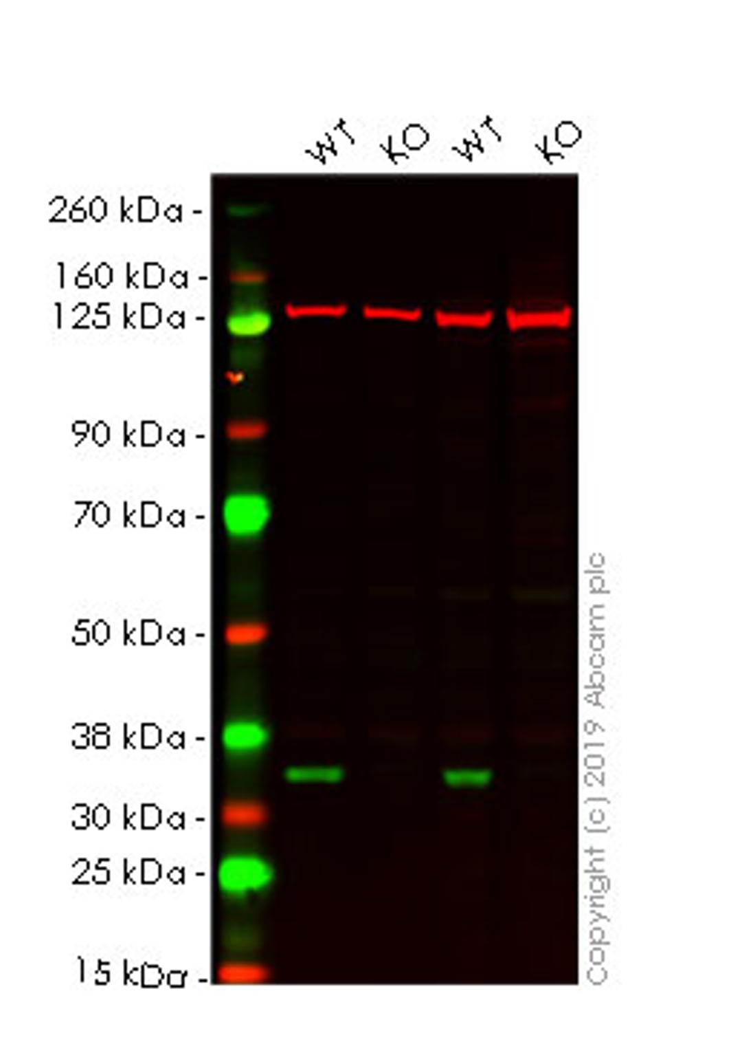 WB - CDK4 knockout HeLa