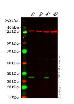 WB - CDK4 knockout HeLa