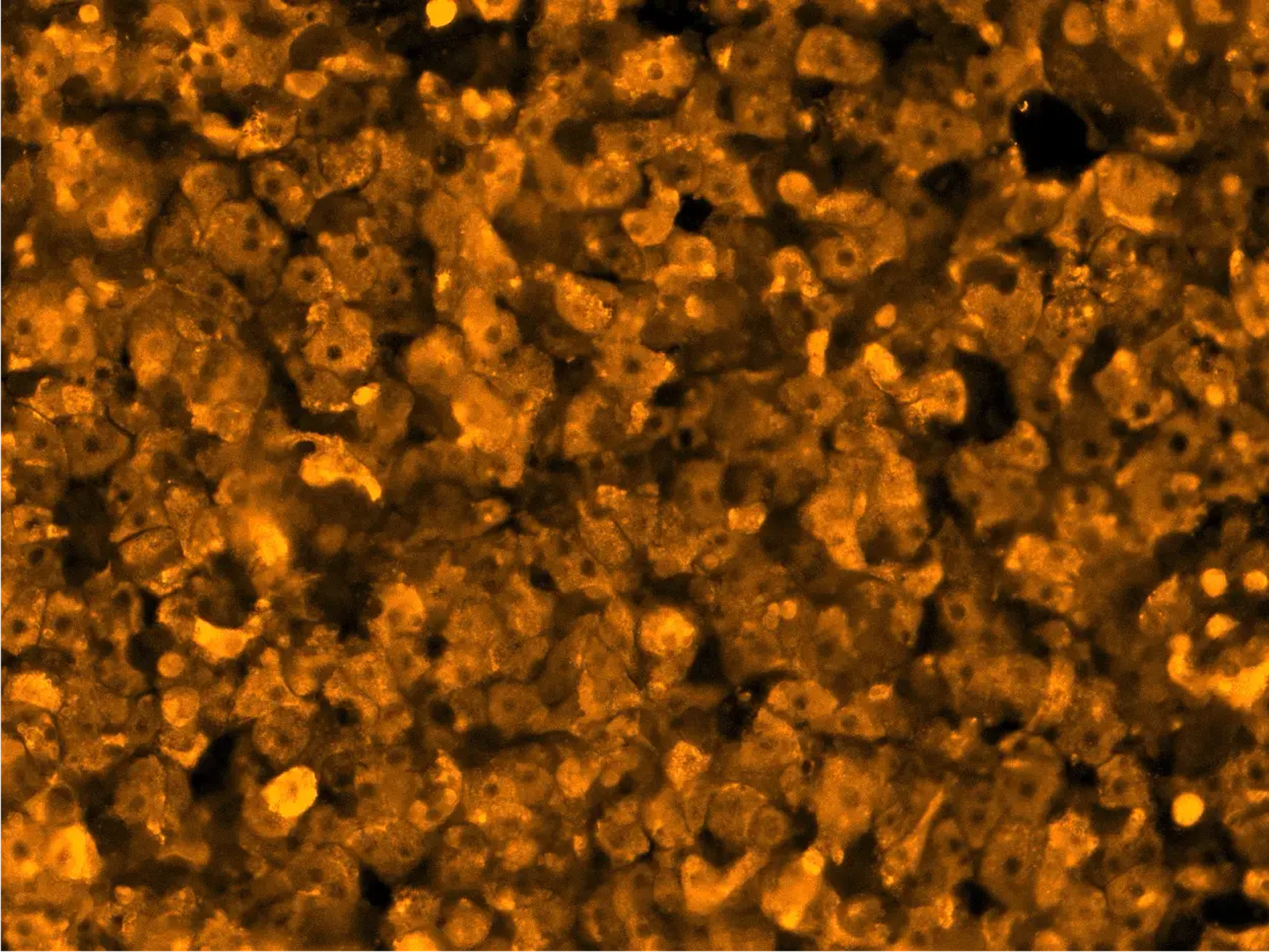 ioHepatocytes