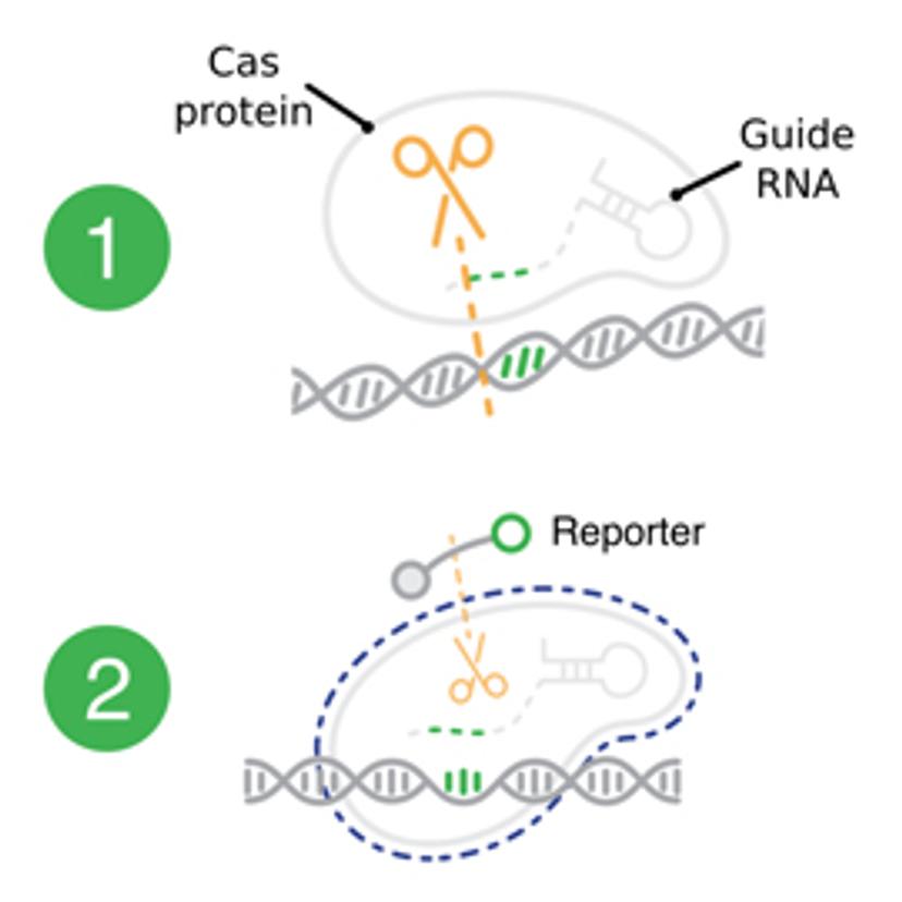 CRISPR-diagnostics make use of non-specific cutting