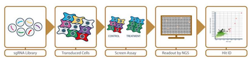 CRISPR Screening Workflow