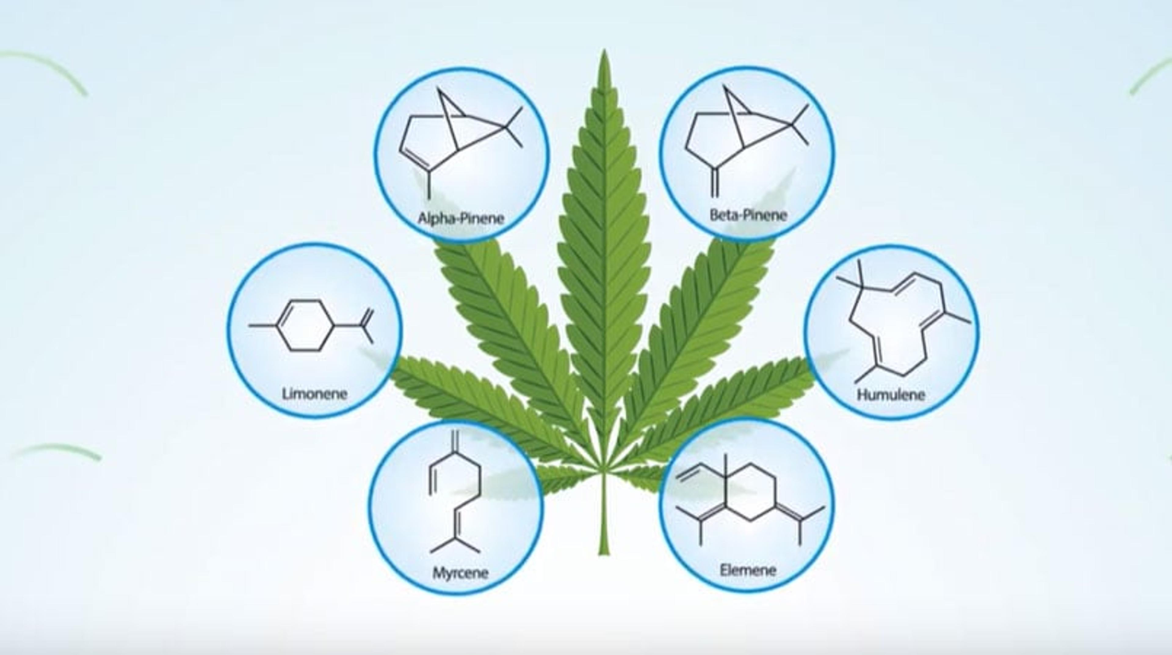 What makes an aroma? A terpene story What makes an aroma? A terpene story