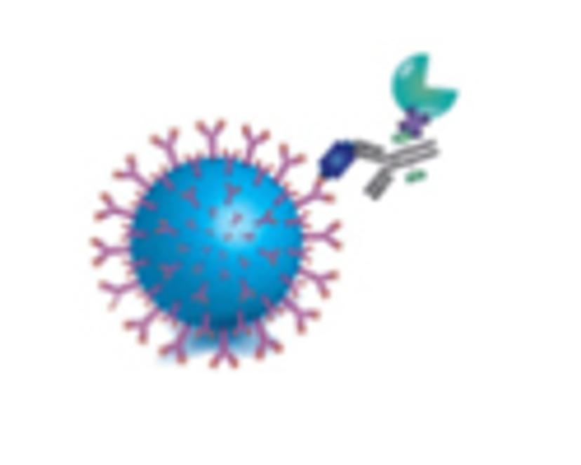 Immunocomplex betwee bead, bound protein, and the detected antibody