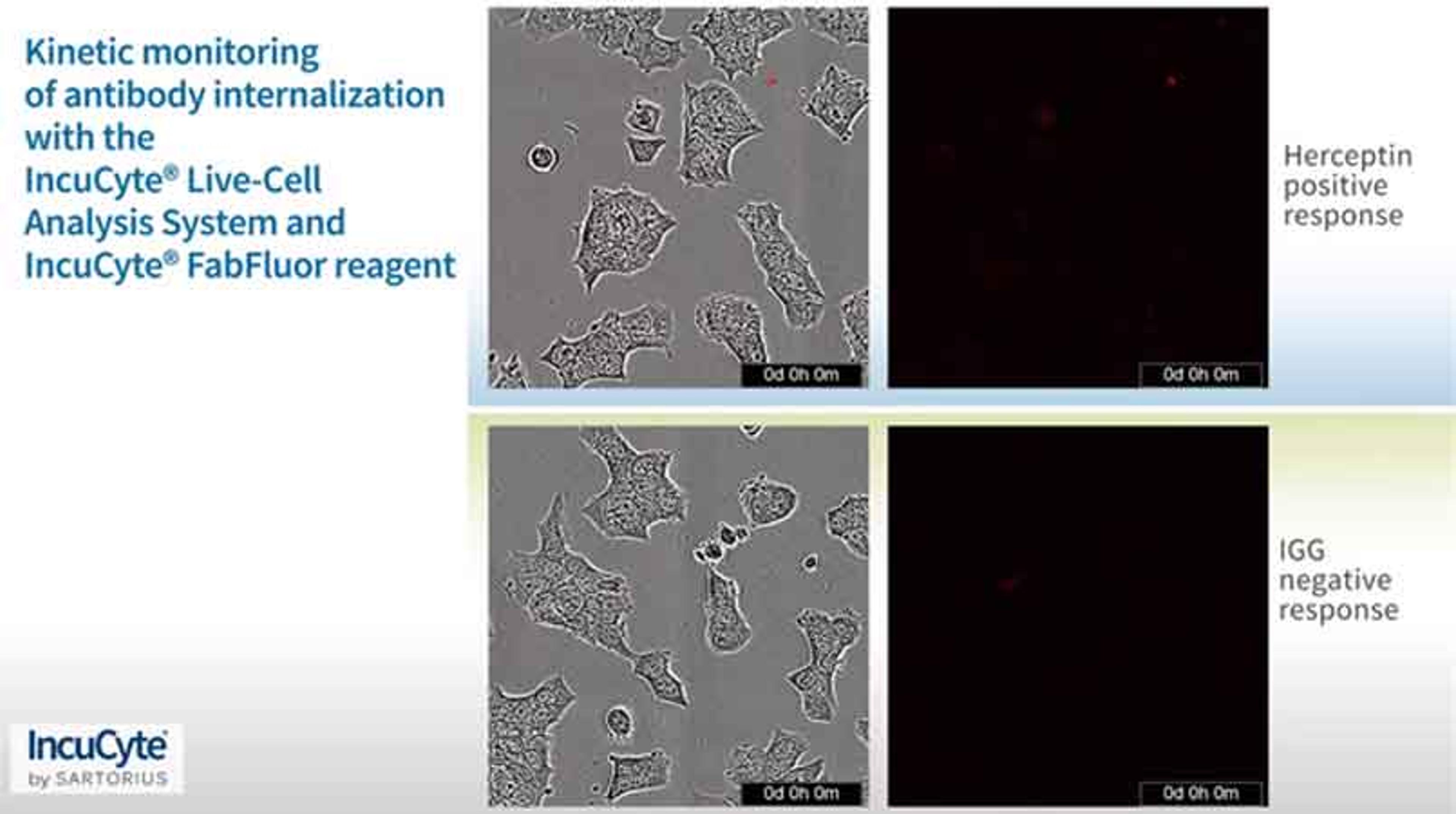 Antibody internalization with the IncuCyte Live-Cell Analysis System Antibody internalization with the IncuCyte Live-Cell Analysis System