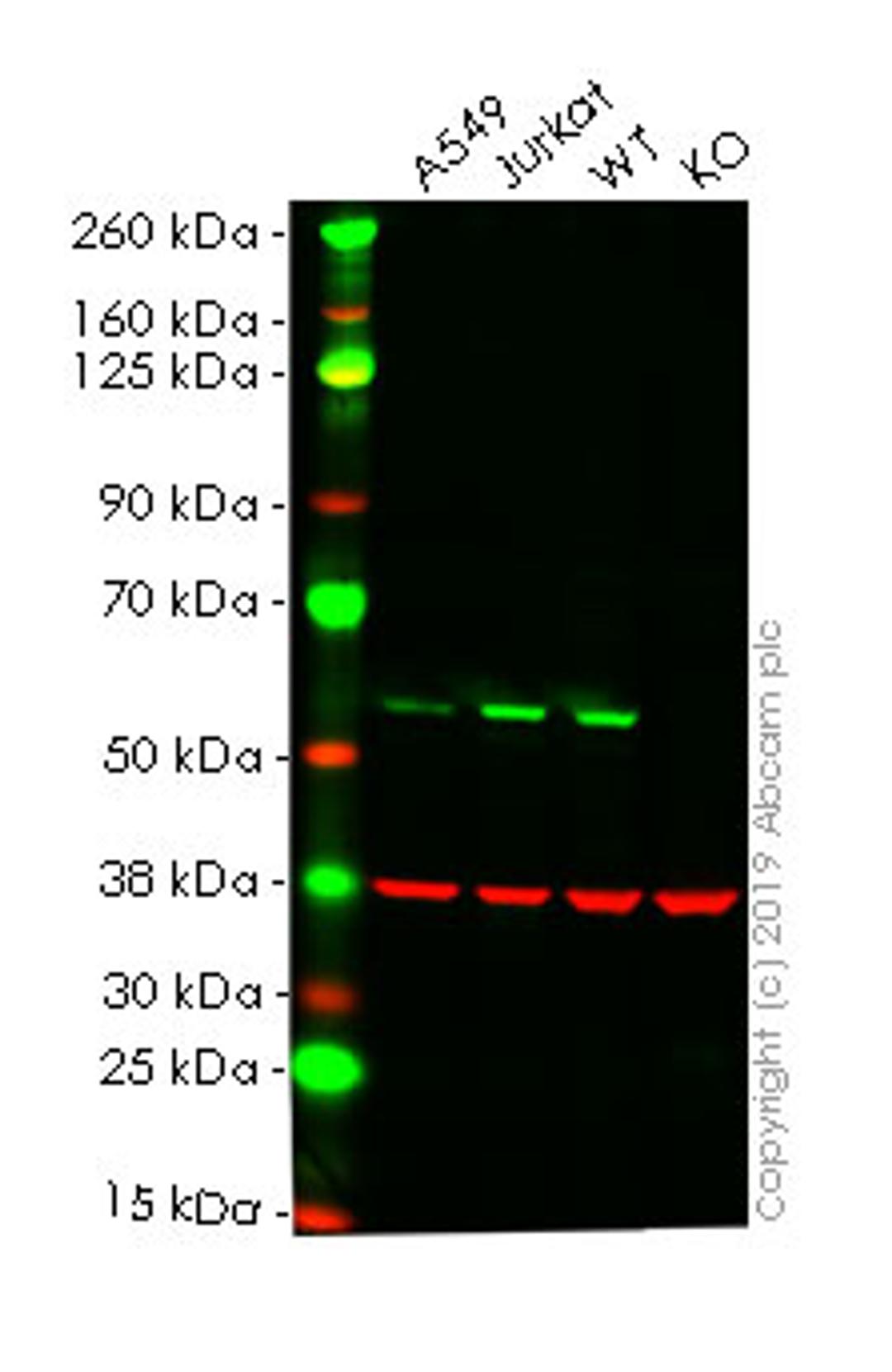 WB - SMAD2 knockout HeLa