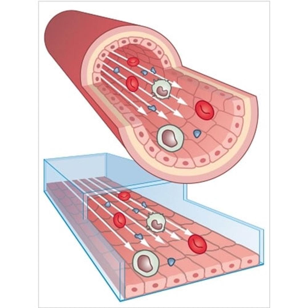 Cells under flow in vessel and slide