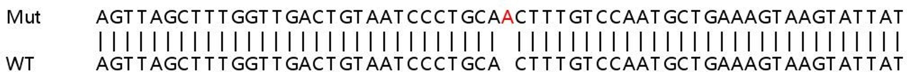 Sanger Seq - KDM6A knockout HeLa