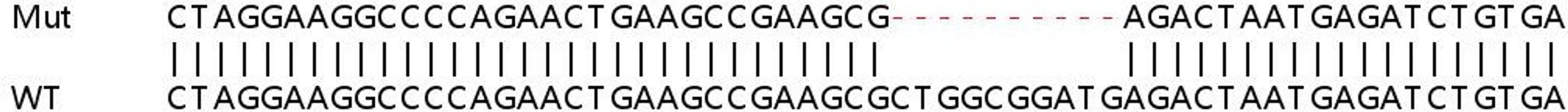 Sanger Seq - COIL knockout HeLa