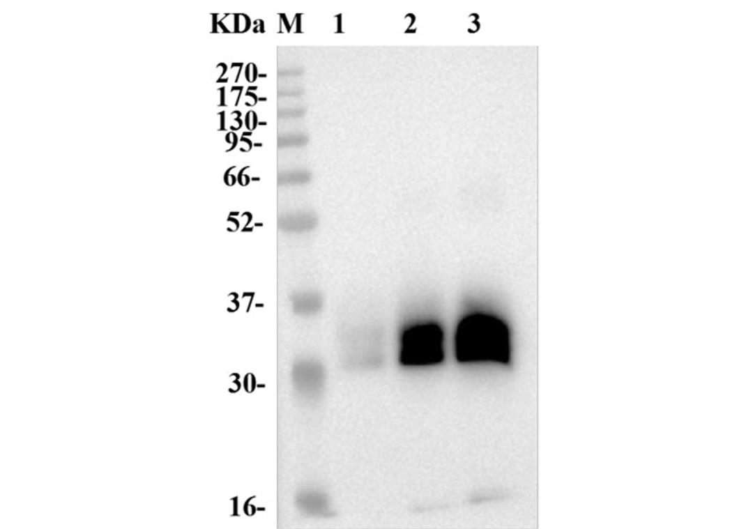 Anti-Human 4-1BB Recombinant Antibody (TAB-179)