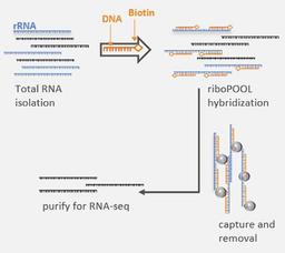 How it works: rRNA Depletion Workflow