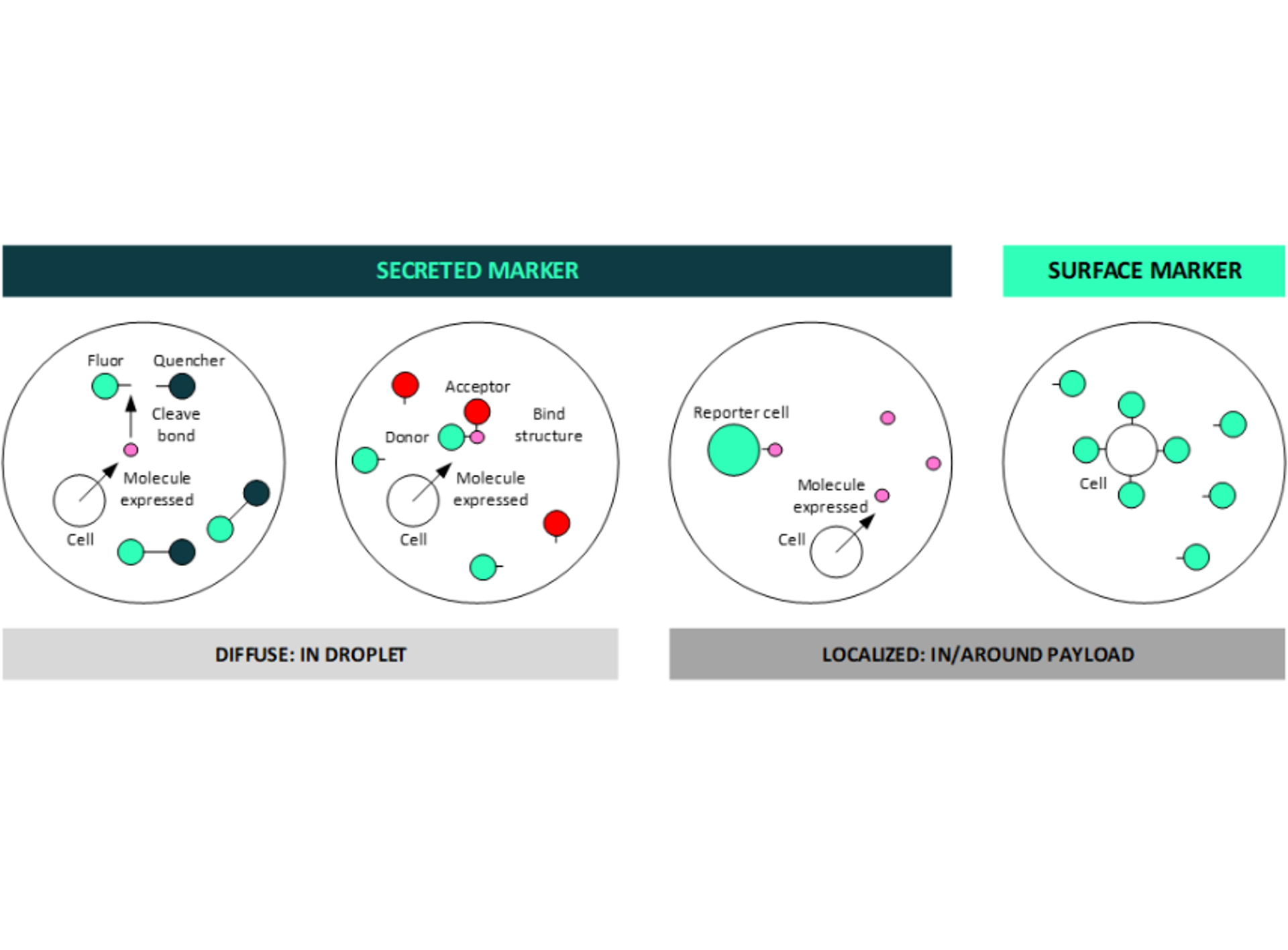 Figure 3: droplets can support both secreted and surface marker detection, a key benefit for deep multiplexing