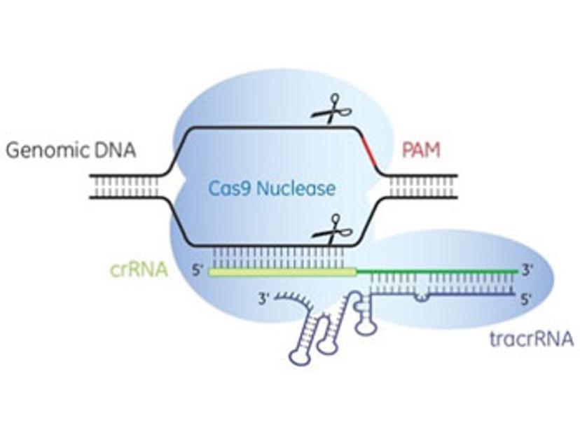 Illustration of Cas9 nuclease programmed by the sgRNA complex cutting both strands of genomic DNA 5' of the PAM