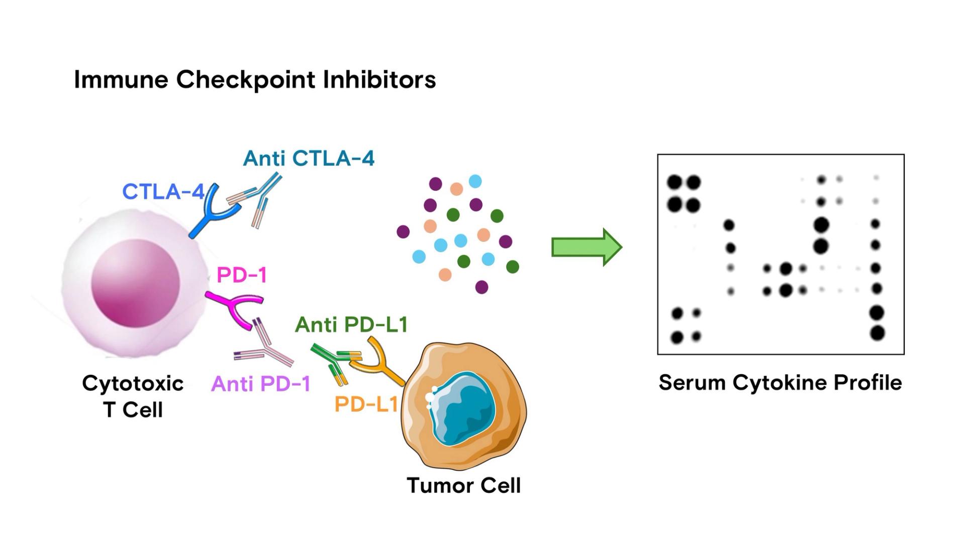 Mechanism of ICIs and their relationship with serum cytokine profiling