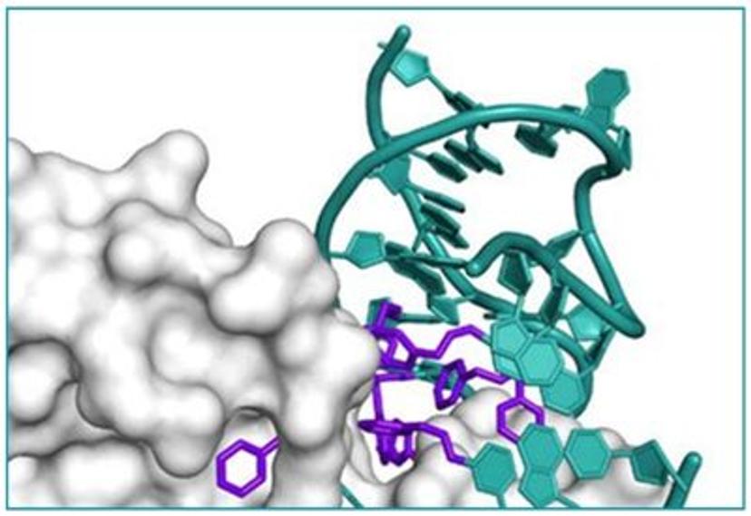 Custom peptide manufacturing