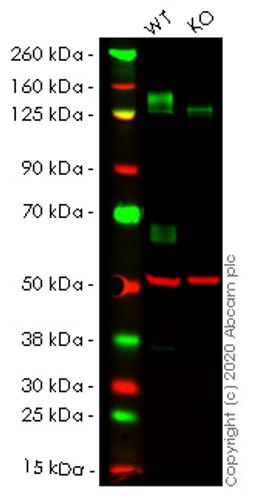 WB - IL6ST knockout A549